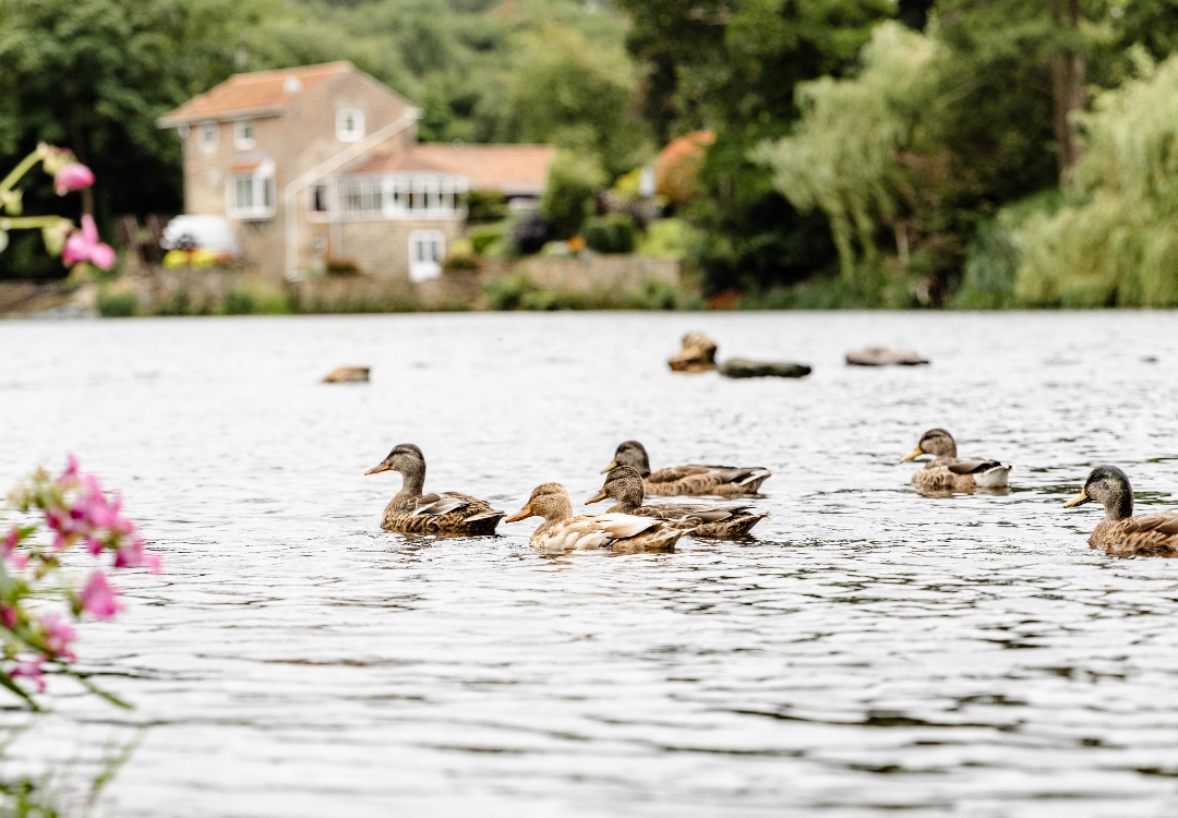 ducks in river at lido park