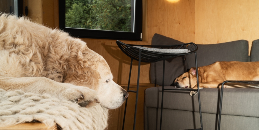 Golden retriever and red mixed breed dogs sleeping in a lodge