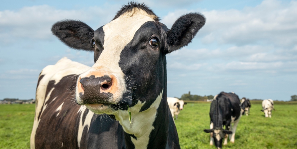 black and white cow in a field