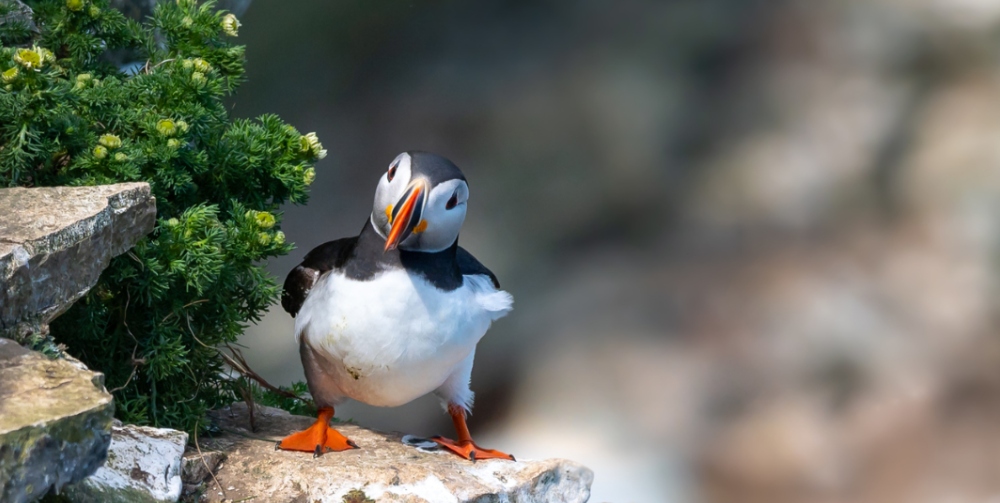 Atlantic Puffin bird