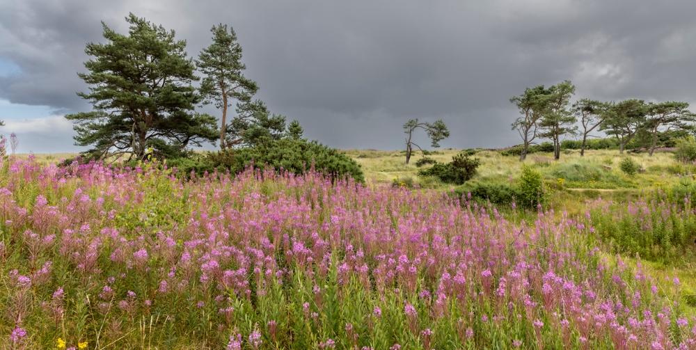 pink flowers in a field with a cloudy sky